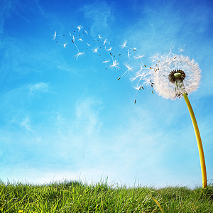 © Adobe Stock Photo: Löwenzahlblume im Wind