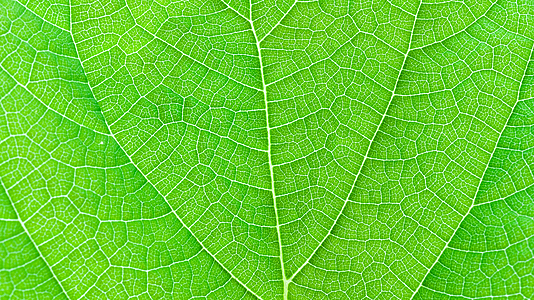 © Fotolia