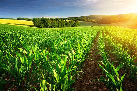 Photo: Maisfeld in der Sonne