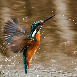 Photo: Vogel startet aus Wasser